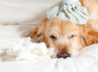 Canine Mystery Respiratory Illness