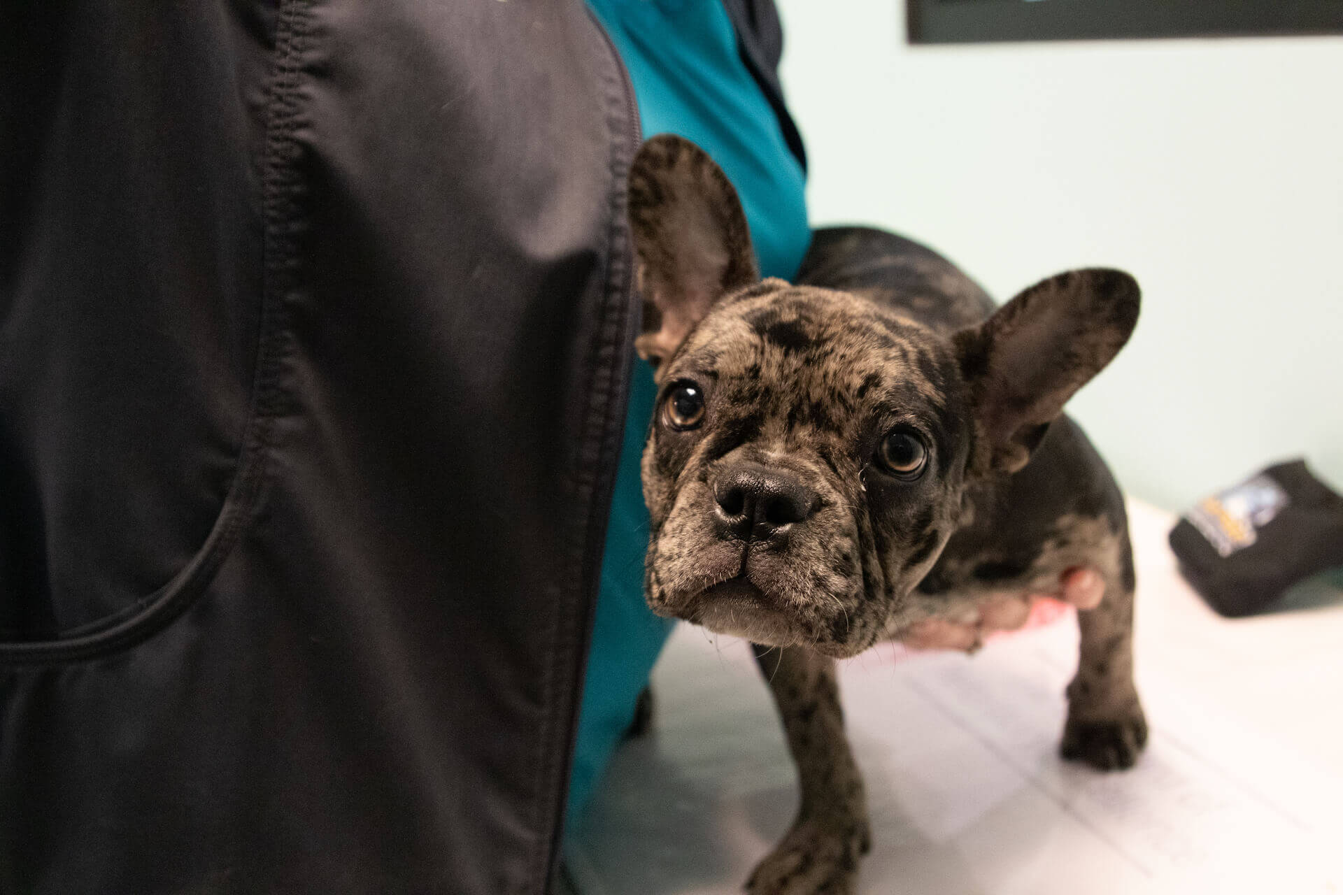 Open Door Pet Hospital