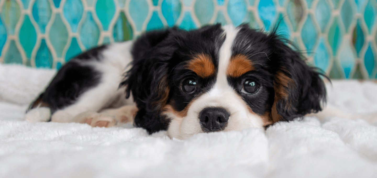 Blue Oasis Pet Hospital
