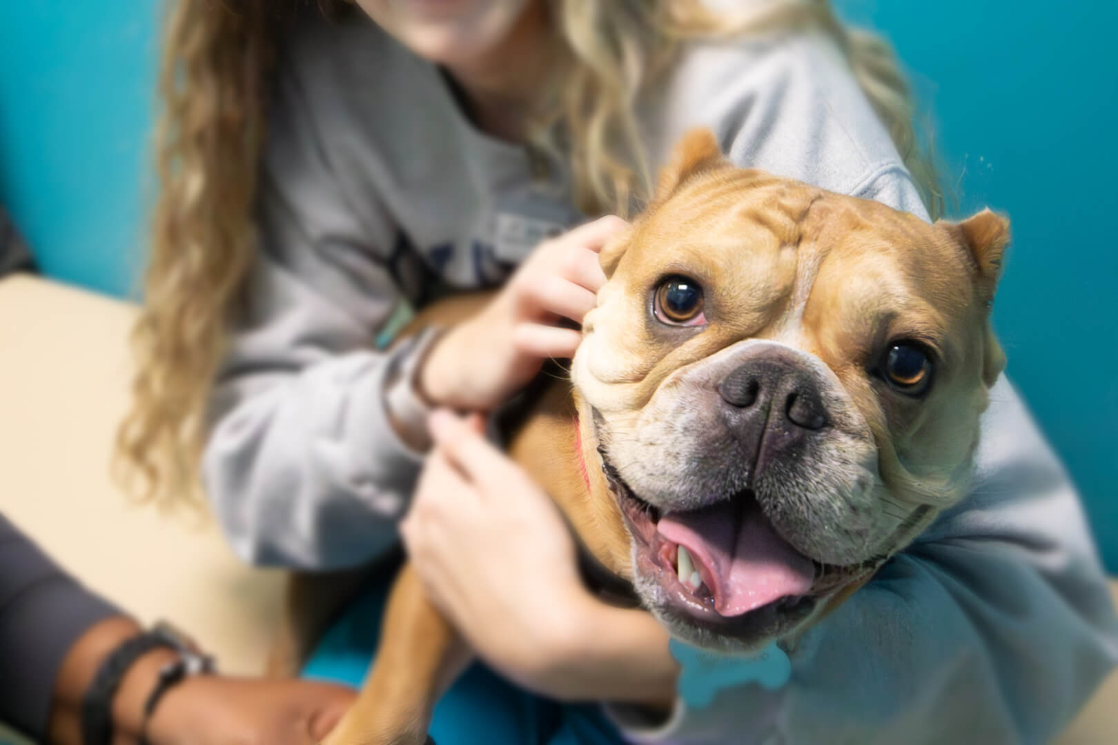 Smiling French Bulldog