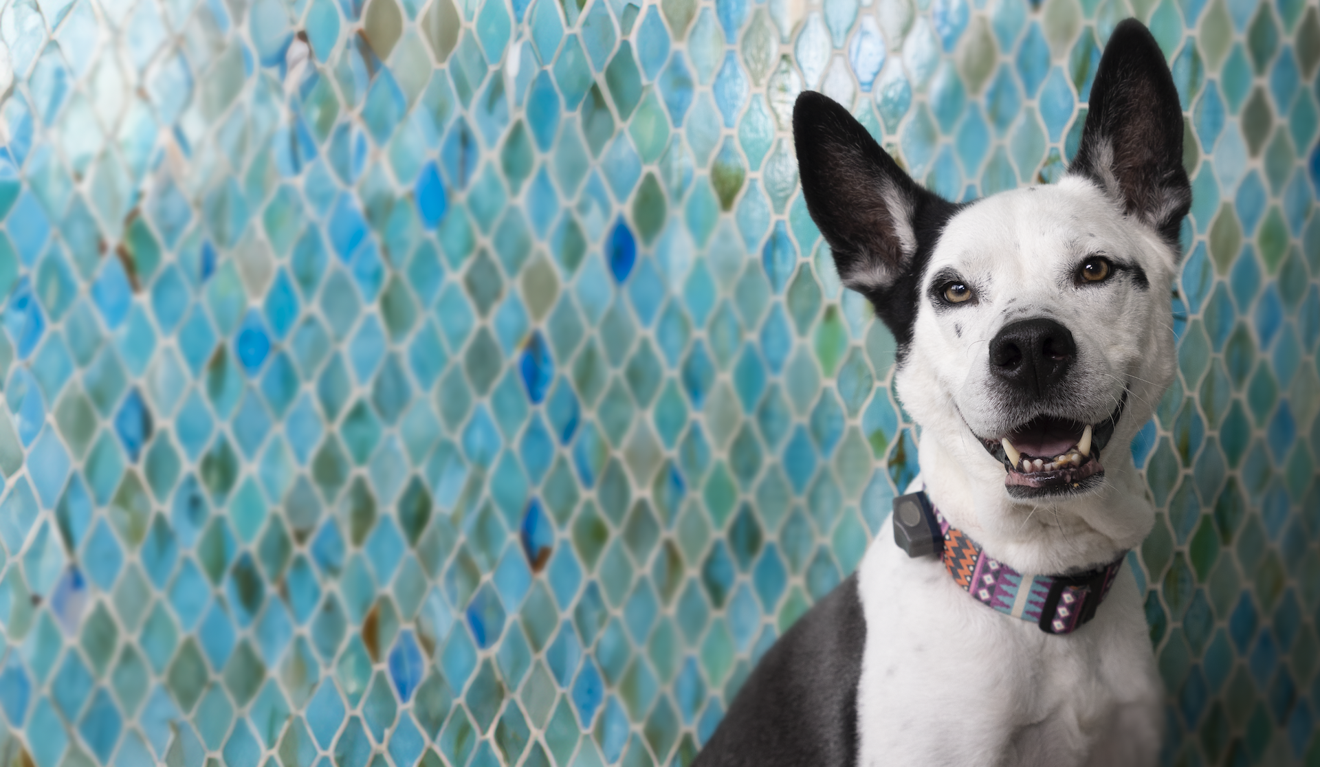 Smiling Dog Black and White