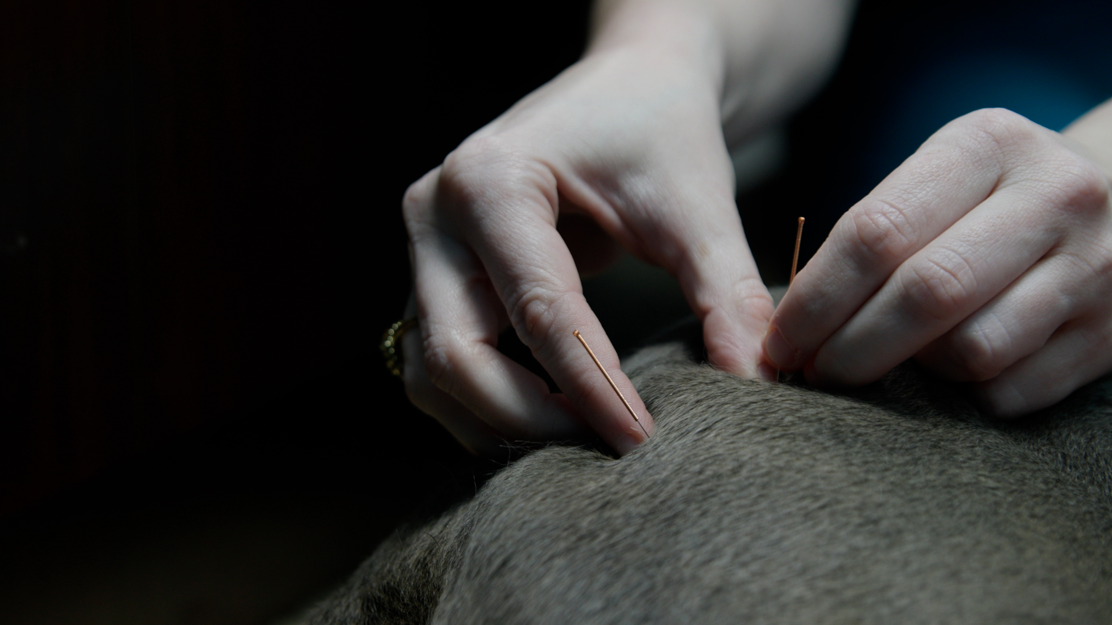 dog and cat acupuncture blue oasis pet hospital