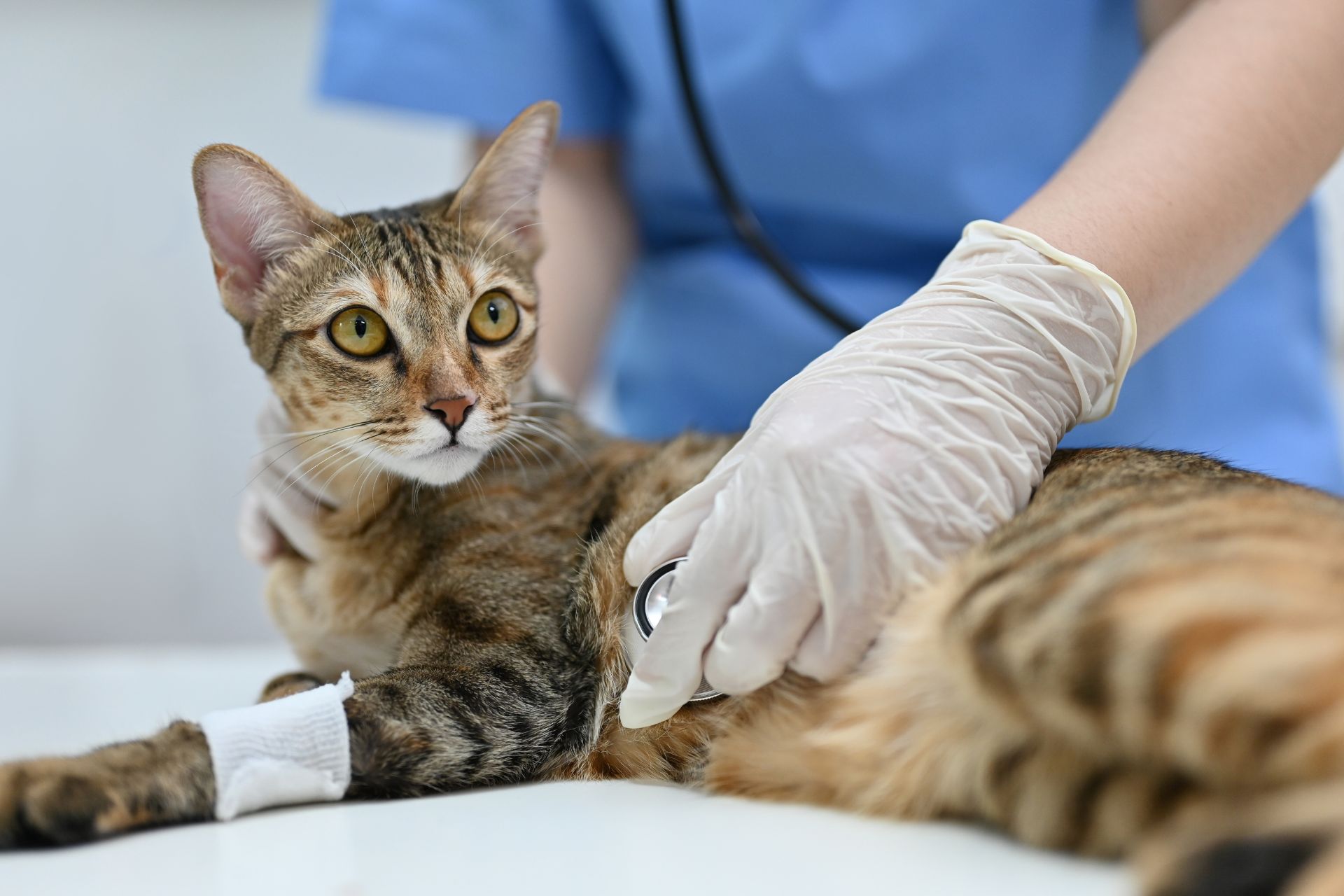 Cat visiting Blue Oasis Animal Hospital Urgent Care