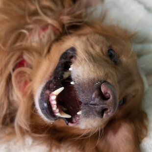 Advanced Dentistry Services in Mount Juliet