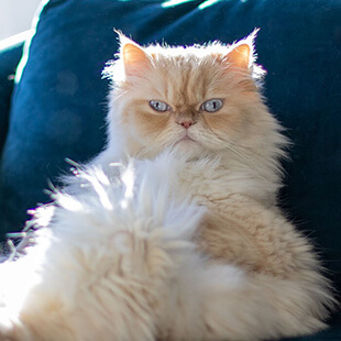 Cat Services in Mount Juliet