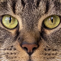 General Pet Services in Mount Juliet