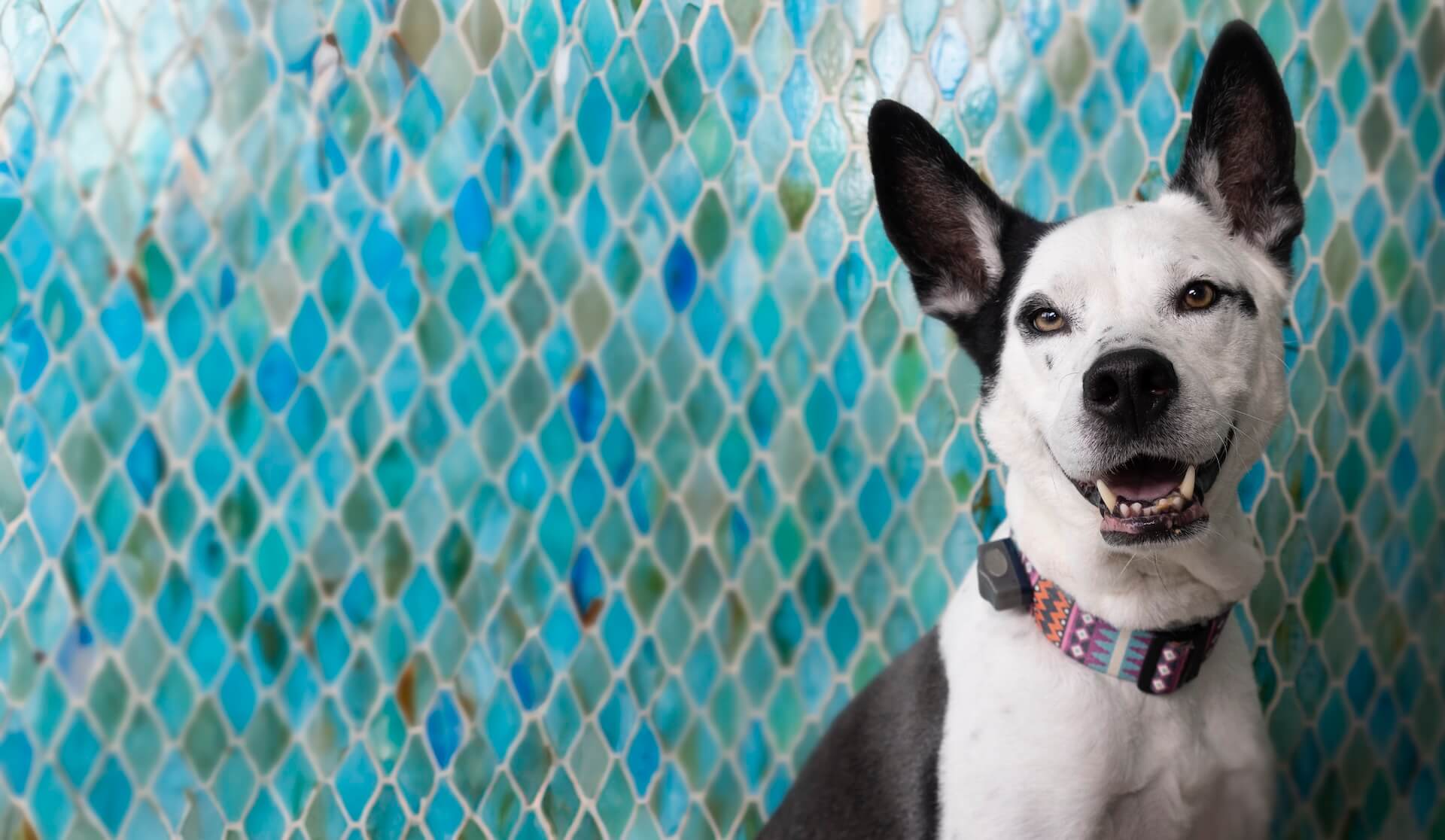 Veterinary hospital near me