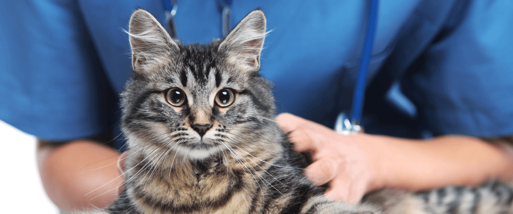 Close up shot of veterinarian making a checkup of a cute beautiful cat