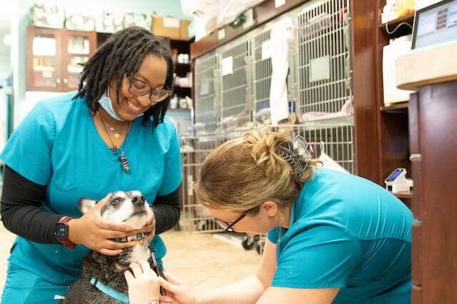 [practice:city] Veterinary Clinic 