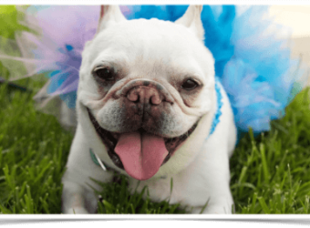 Pet Behavioral Myths
