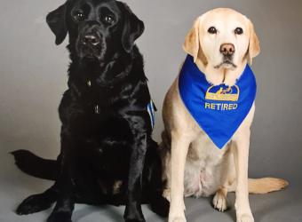Assistance Dogs