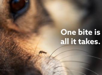 Heartworm in Dogs: Why You Shouldn’t Wait Until There are Symptoms