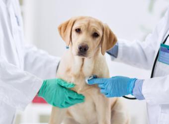 Signs of Dog Cancer That You Should Never Ignore