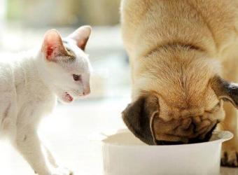 Pet Food Myths