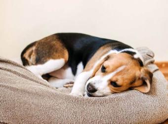 Managing Arthritis In Our Aging Pets